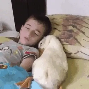 Duck And Its Human Wake Up