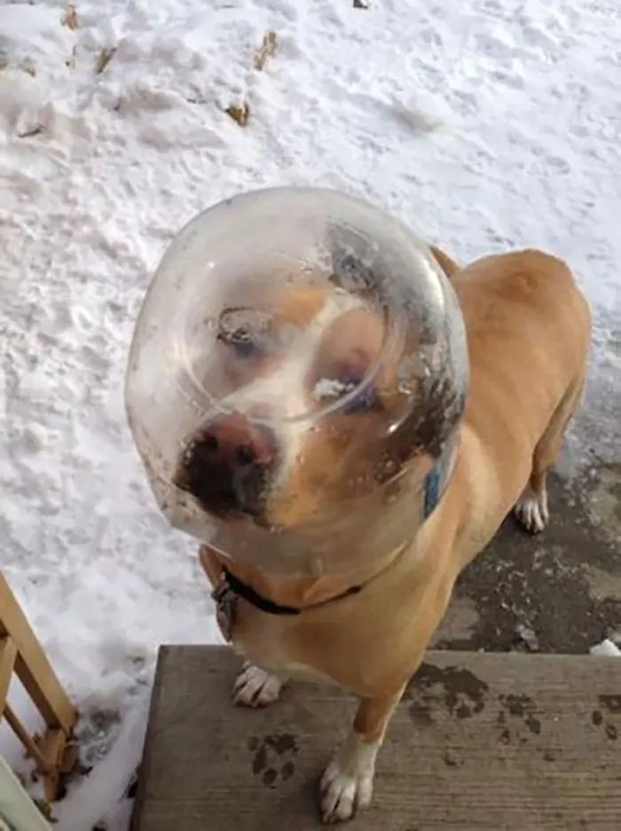 Woke Up To Somebody Knocking On My Door.  It Was Dog