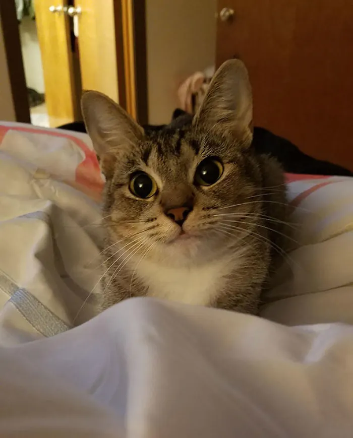 Esta cara adorable me despertó esta mañana
