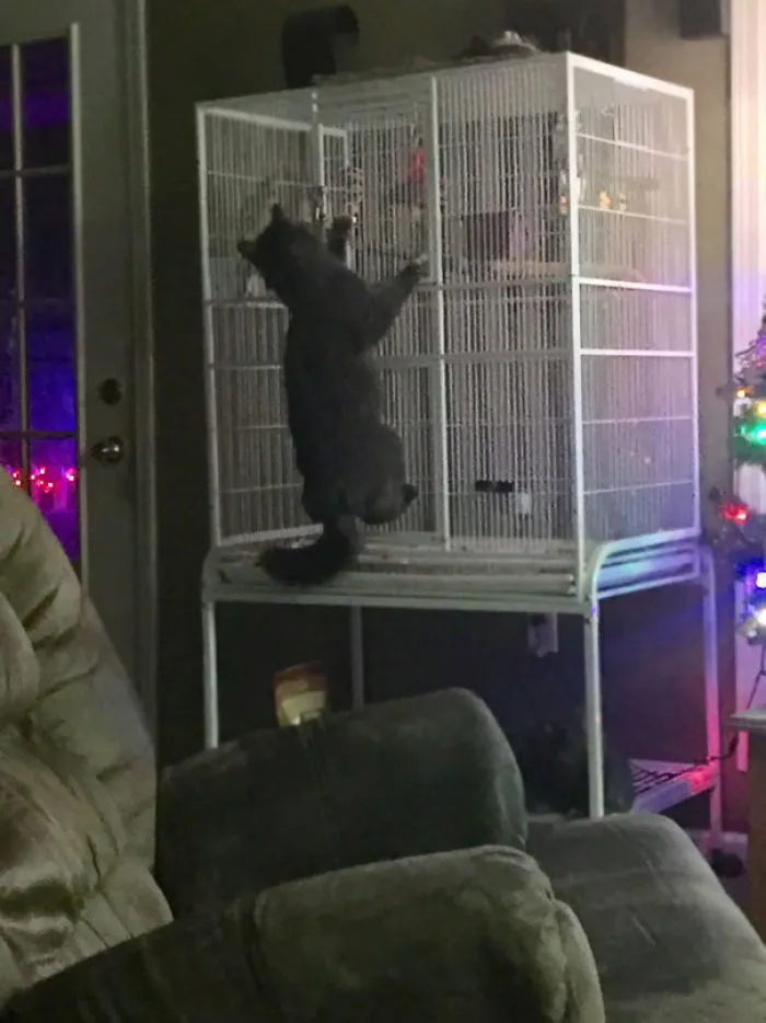 Was Woke Up By My Parrot Saying "Help Me Help Me" Which Is What He's Says When He Gets His Foot Tangled In His Toy, Wasn't Expecting This
