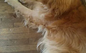 50 Of The Funniest I Woke Up To This" Moments That Have Ever Happened To Pet Owners"