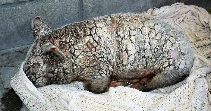 Dying Piglet Abandoned At Shelter Goes Through Miraculous Transformation
