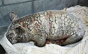 Este cerdito moribundo abandonado en un refugio sufrió una transformación milagrosa