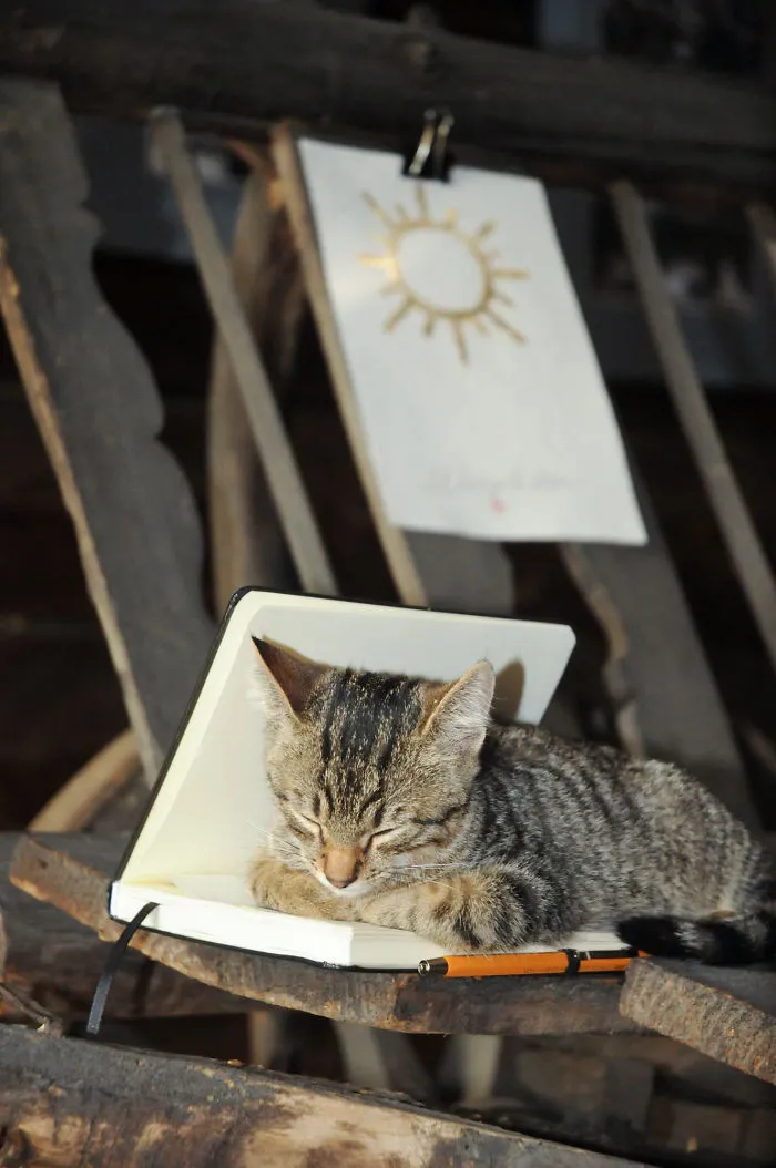 A Little Cat Sleeping In My Sketchbook