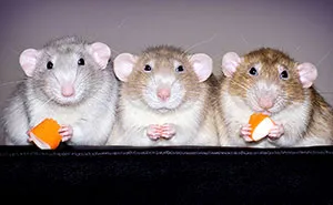 I've Spent Years Photographing Rats To Break The Negative Image Of Rats By Taking Cute Pics Of Them