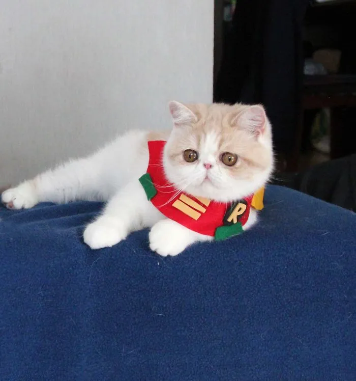 Robincat