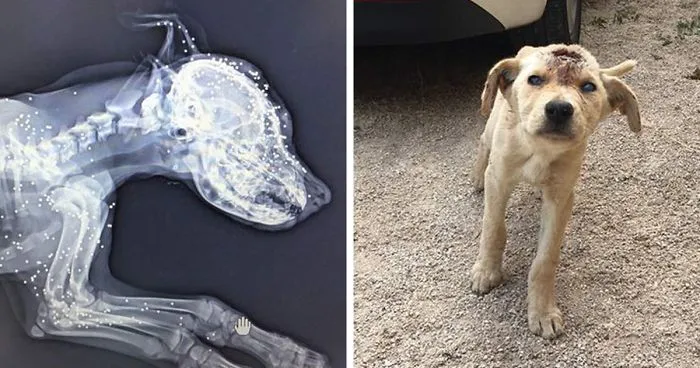 This Homeless Puppy Was Shot Dozens Of Times In Head, But She Kept Fighting For Her Life
