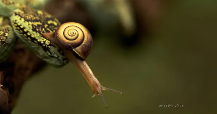 I Take Macro Pictures Of Insects