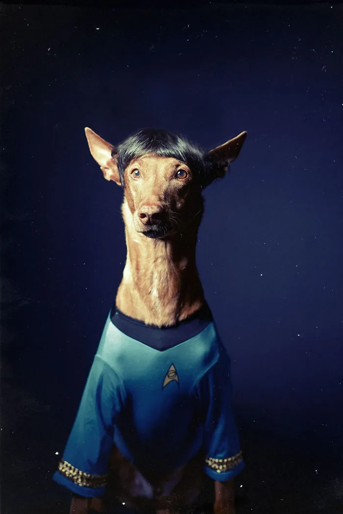 I Found A Way To Honor My Pharaoh Hound And The Joy He Gives Us Through Images Will Make You Smile!