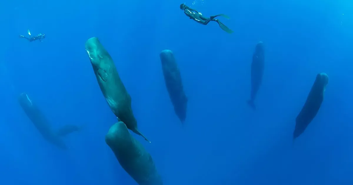 Este fotógrafo captó algo increíblemente difícil de ver: Cachalotes durmiendo