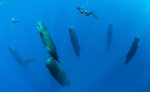 Photographer Captures Incredibly Rare Sight Of Sperm Whales Sleeping