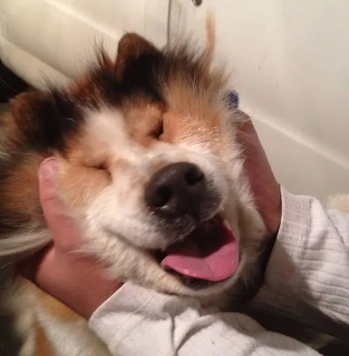 66 Squishy Dog Cheeks That Are Impossible To Resist Squishing