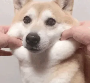 66 Squishy Dog Cheeks That Are Impossible To Resist Squishing