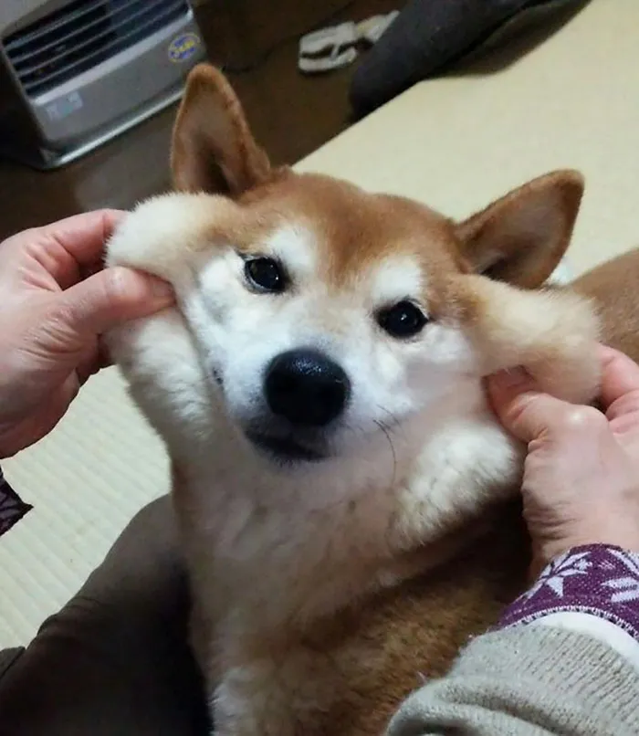 66 Squishy Dog Cheeks That Are Impossible To Resist Squishing