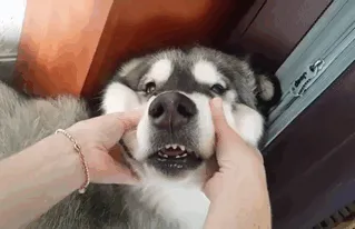 10+ Perros con mofletes blanditos que necesitas pellizcar