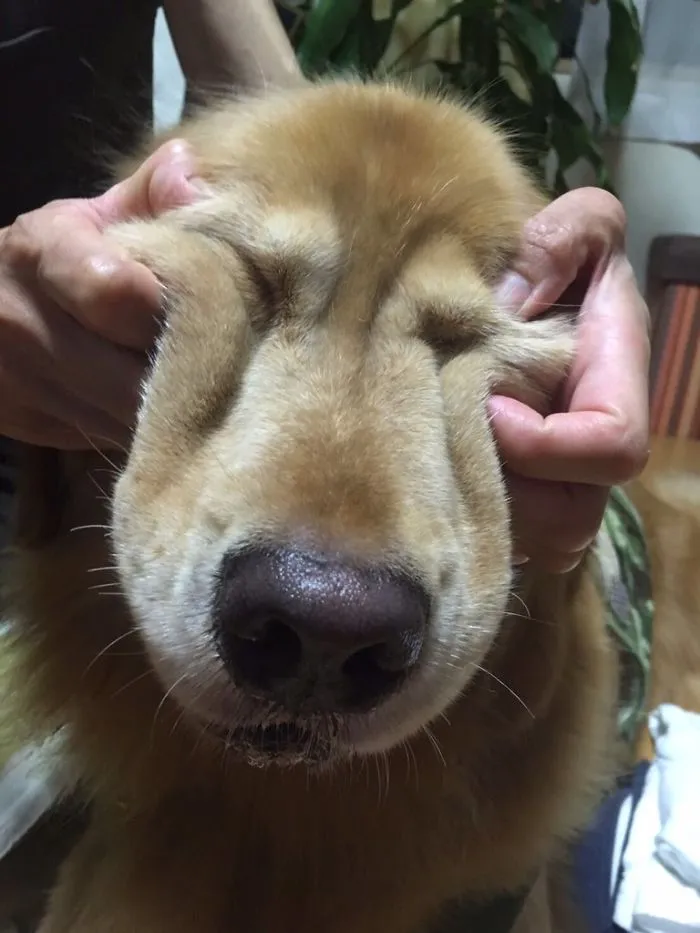 66 Squishy Dog Cheeks That Are Impossible To Resist Squishing