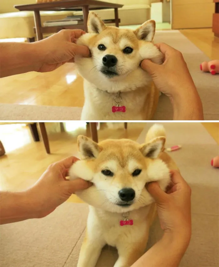 10+ Perros con mofletes blanditos que necesitas pellizcar
