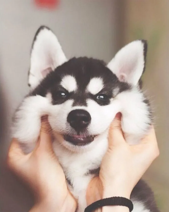 66 Squishy Dog Cheeks That Are Impossible To Resist Squishing