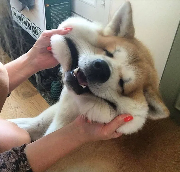 66 Squishy Dog Cheeks That Are Impossible To Resist Squishing
