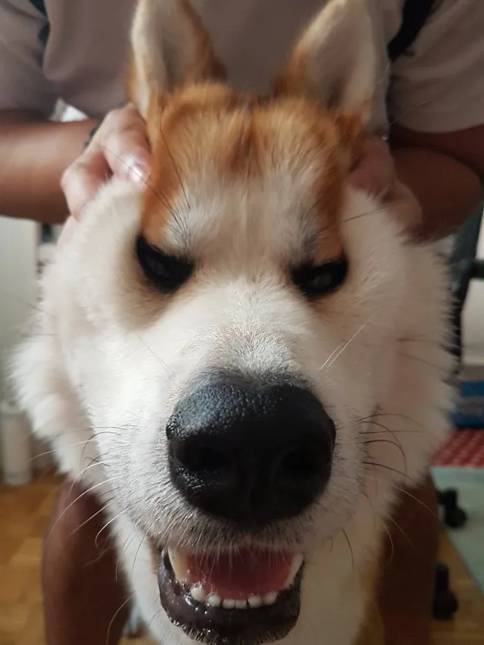 10+ Perros con mofletes blanditos que necesitas pellizcar