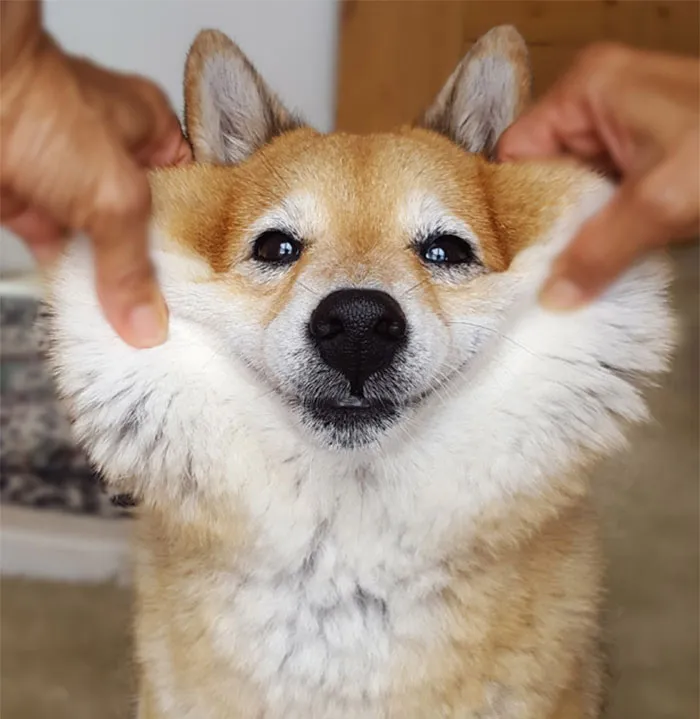 10+ Perros con mofletes blanditos que necesitas pellizcar