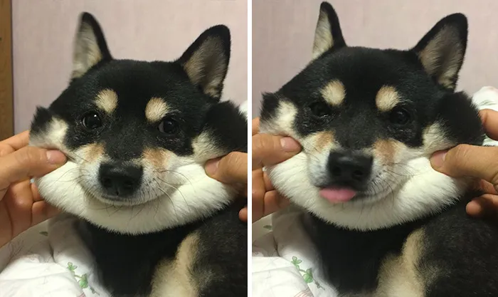 66 Squishy Dog Cheeks That Are Impossible To Resist Squishing