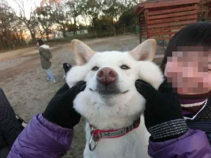 10+ Perros con mofletes blanditos que necesitas pellizcar