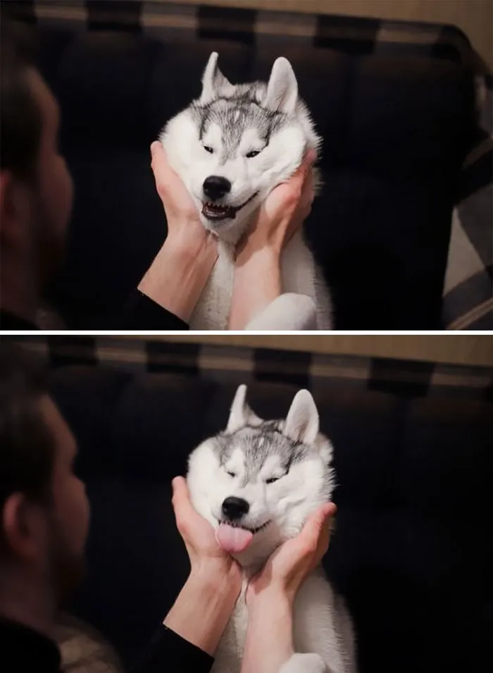 66 Squishy Dog Cheeks That Are Impossible To Resist Squishing