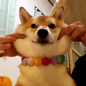 66 Squishy Dog Cheeks That Are Impossible To Resist Squishing