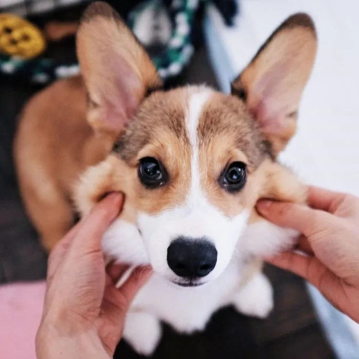 10+ Perros con mofletes blanditos que necesitas pellizcar