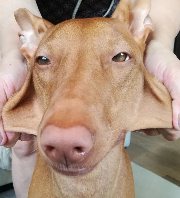 10+ Perros con mofletes blanditos que necesitas pellizcar