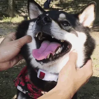 10+ Perros con mofletes blanditos que necesitas pellizcar