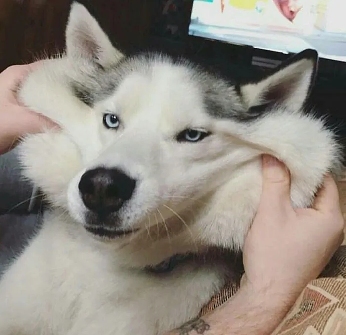 10+ Perros con mofletes blanditos que necesitas pellizcar
