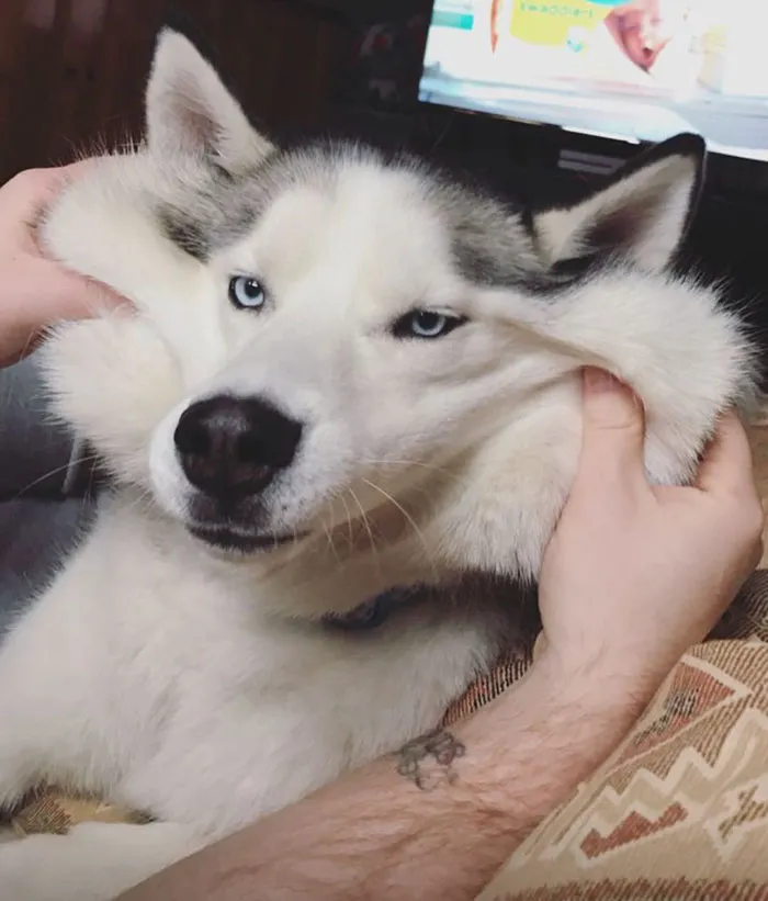 66 Squishy Dog Cheeks That Are Impossible To Resist Squishing