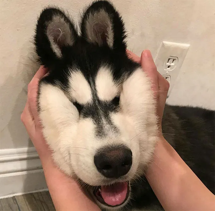 66 Squishy Dog Cheeks That Are Impossible To Resist Squishing