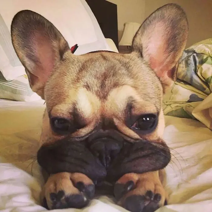 66 Squishy Dog Cheeks That Are Impossible To Resist Squishing