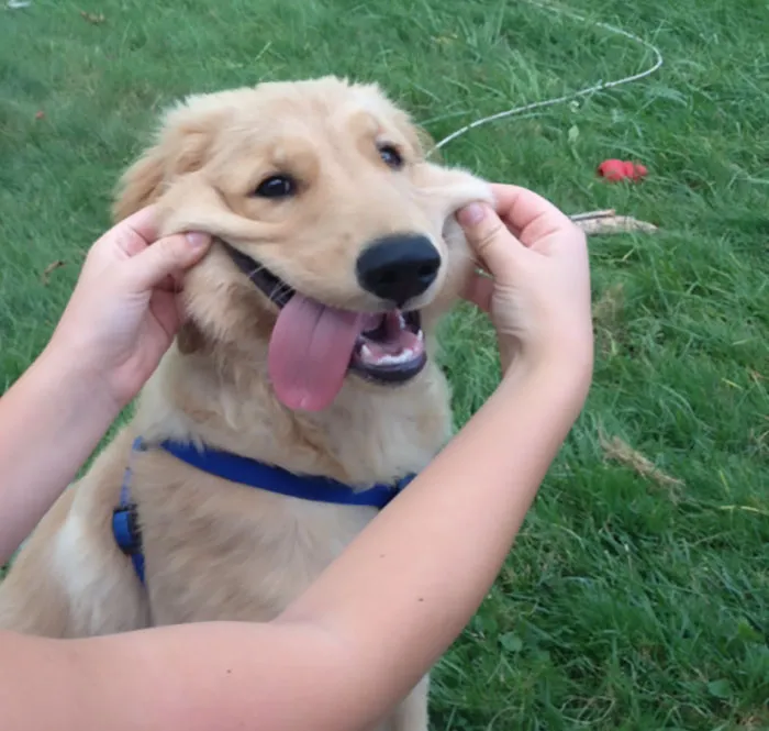 66 Squishy Dog Cheeks That Are Impossible To Resist Squishing