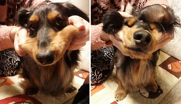 10+ Perros con mofletes blanditos que necesitas pellizcar