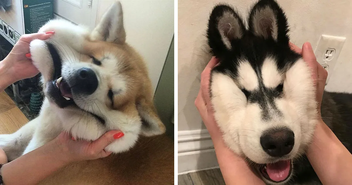 10+ Perros con mofletes blanditos que necesitas pellizcar