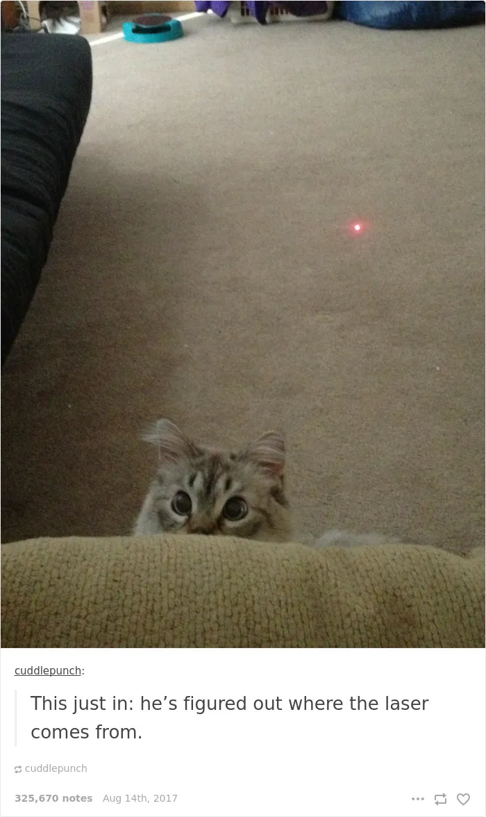136 Cat Posts On Tumblr That Are Impossible Not To Laugh At