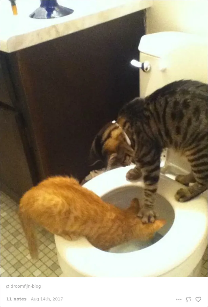 136 Cat Posts On Tumblr That Are Impossible Not To Laugh At