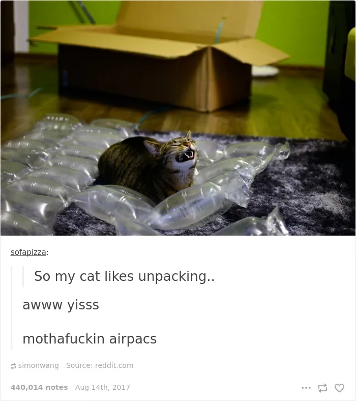 136 Cat Posts On Tumblr That Are Impossible Not To Laugh At