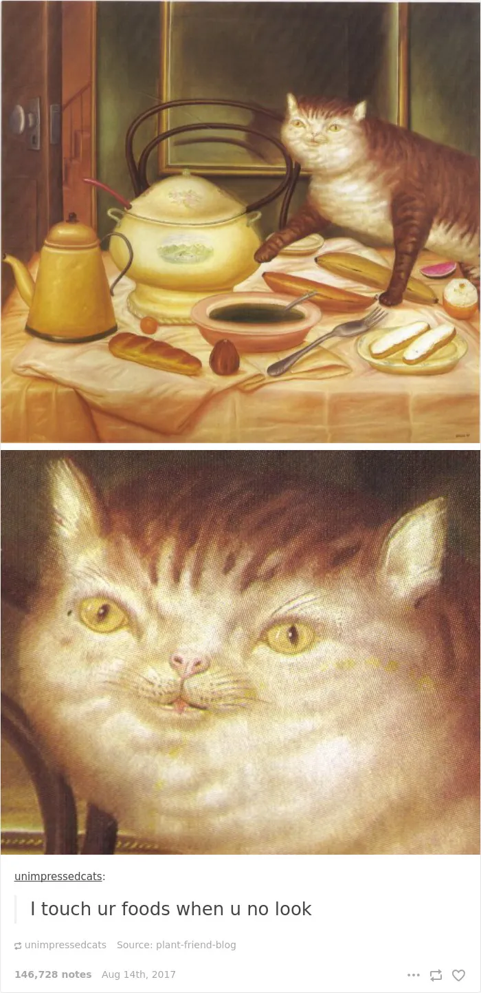 136 Cat Posts On Tumblr That Are Impossible Not To Laugh At