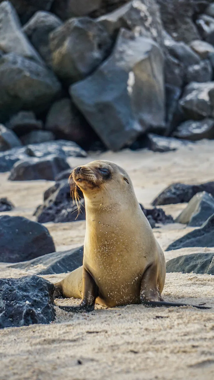 Sea Lion Pup