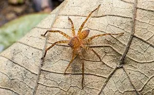 5 Most Dangerous Spiders In The World You Need To Avoid