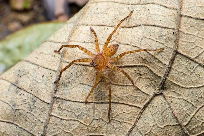 5 Most Dangerous Spiders In The World You Need To Avoid