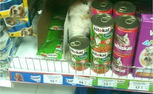 136 Cat Posts On Tumblr That Are Impossible Not To Laugh At