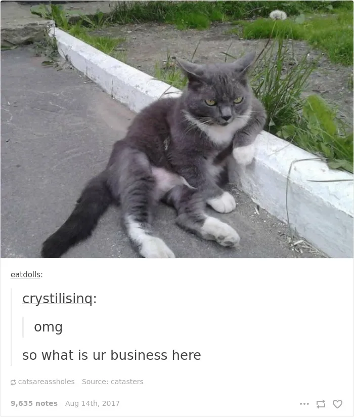 136 Cat Posts On Tumblr That Are Impossible Not To Laugh At