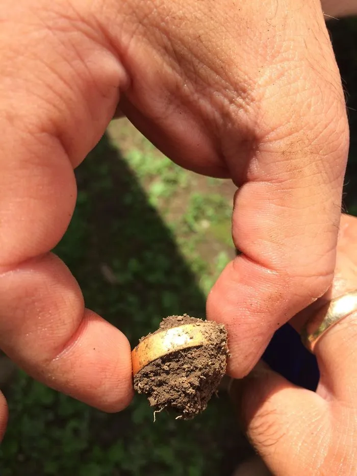 Hace 15 años mi padre perdió su anillo de boda y pensó que lo habían robado. Hoy lo encontró en la tierra mientras plantaba bambú