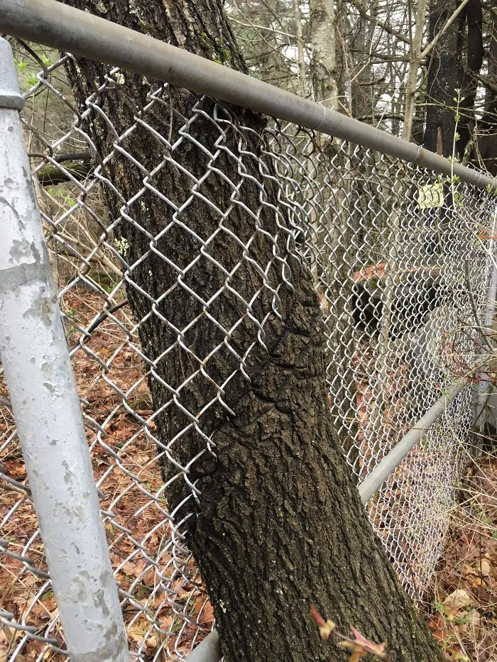 Árbol atravesando una valla